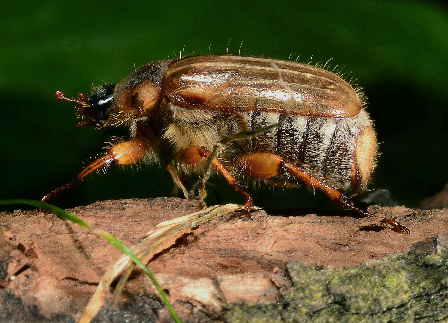 Brachkäfer