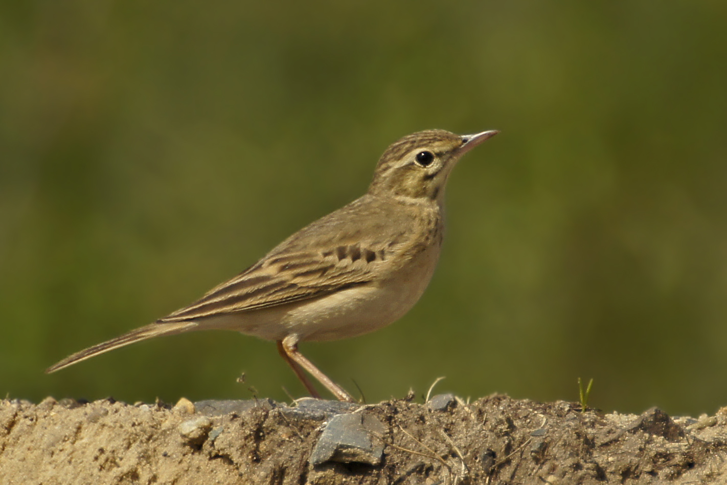 Brachpieper (Anthus campestris)