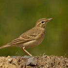 Brachpieper (Anthus campestris)