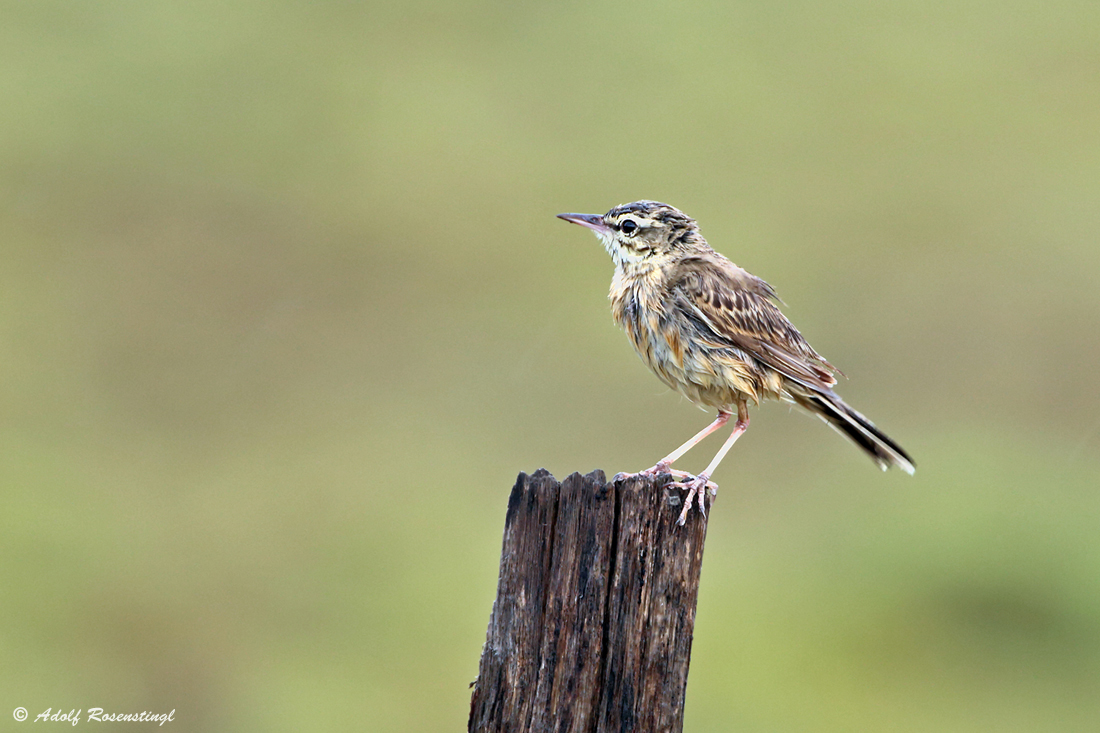 Brachpieper (Anthus campestris) 