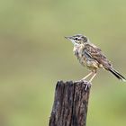 Brachpieper (Anthus campestris) 