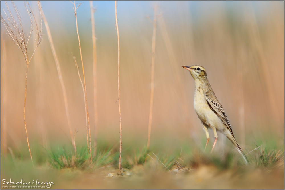 Brachpieper (Anthus campestris)