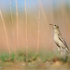 Brachpieper (Anthus campestris)