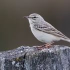  Brachpieper (Anthus campestris)