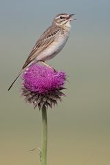 Brachpieper / Tawny pipit