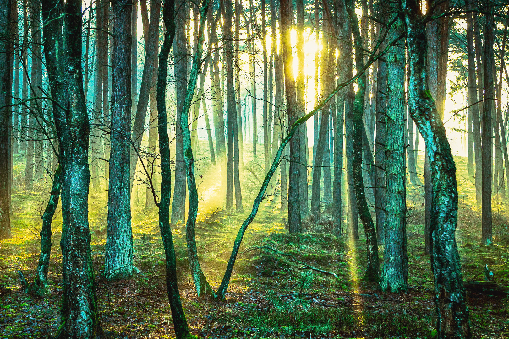 Brachter Wald im Sonnenuntergang 