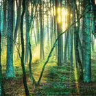 Brachter Wald im Sonnenuntergang 