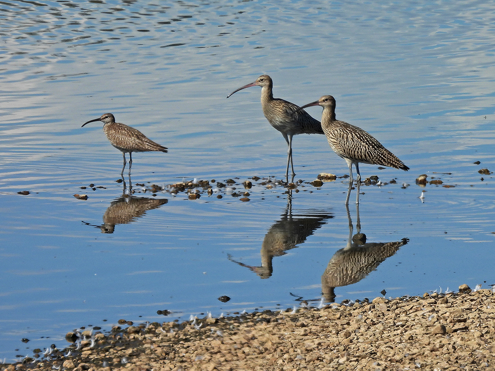 Brachvögel