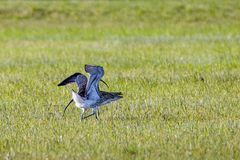 Brachvögel bei der Balz_MG_1305