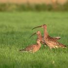 Brachvögel Familie.