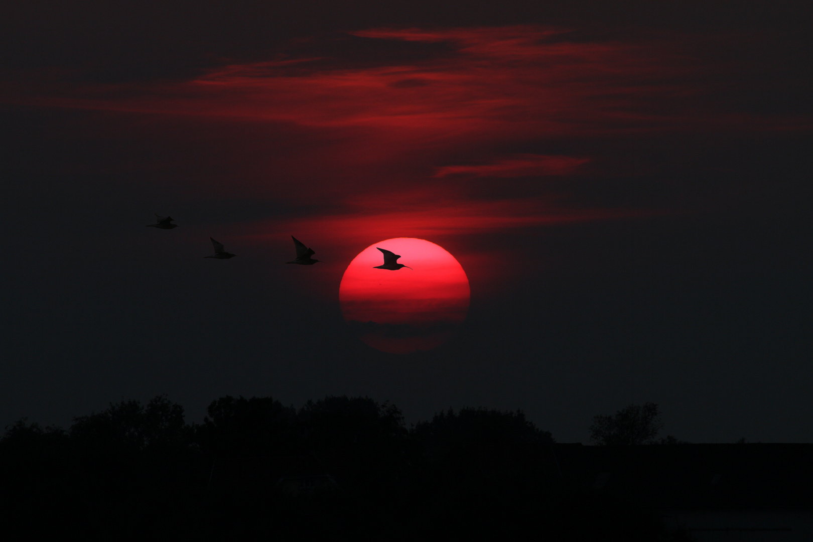 Brachvögel im Abendlicht