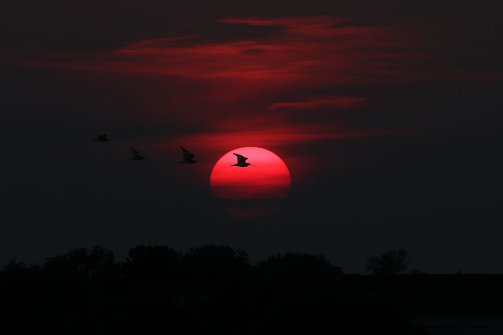 Brachvögel im Abendlicht