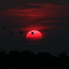 Brachvögel im Abendlicht