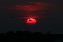 Brachvögel im Abendlicht