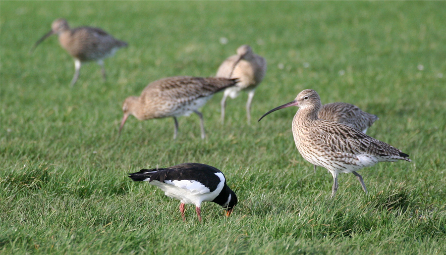 Brachvögel und Austernfischer