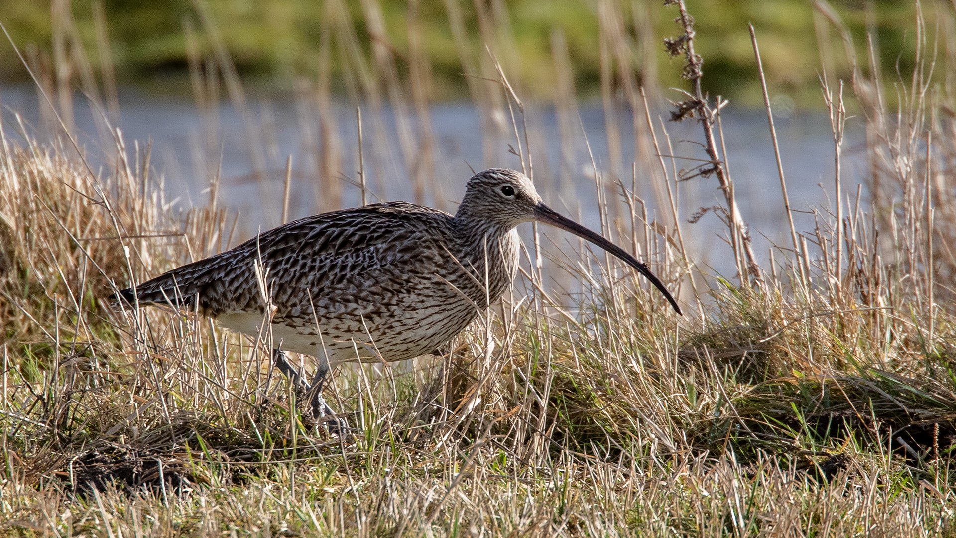 Brachvogel 004 