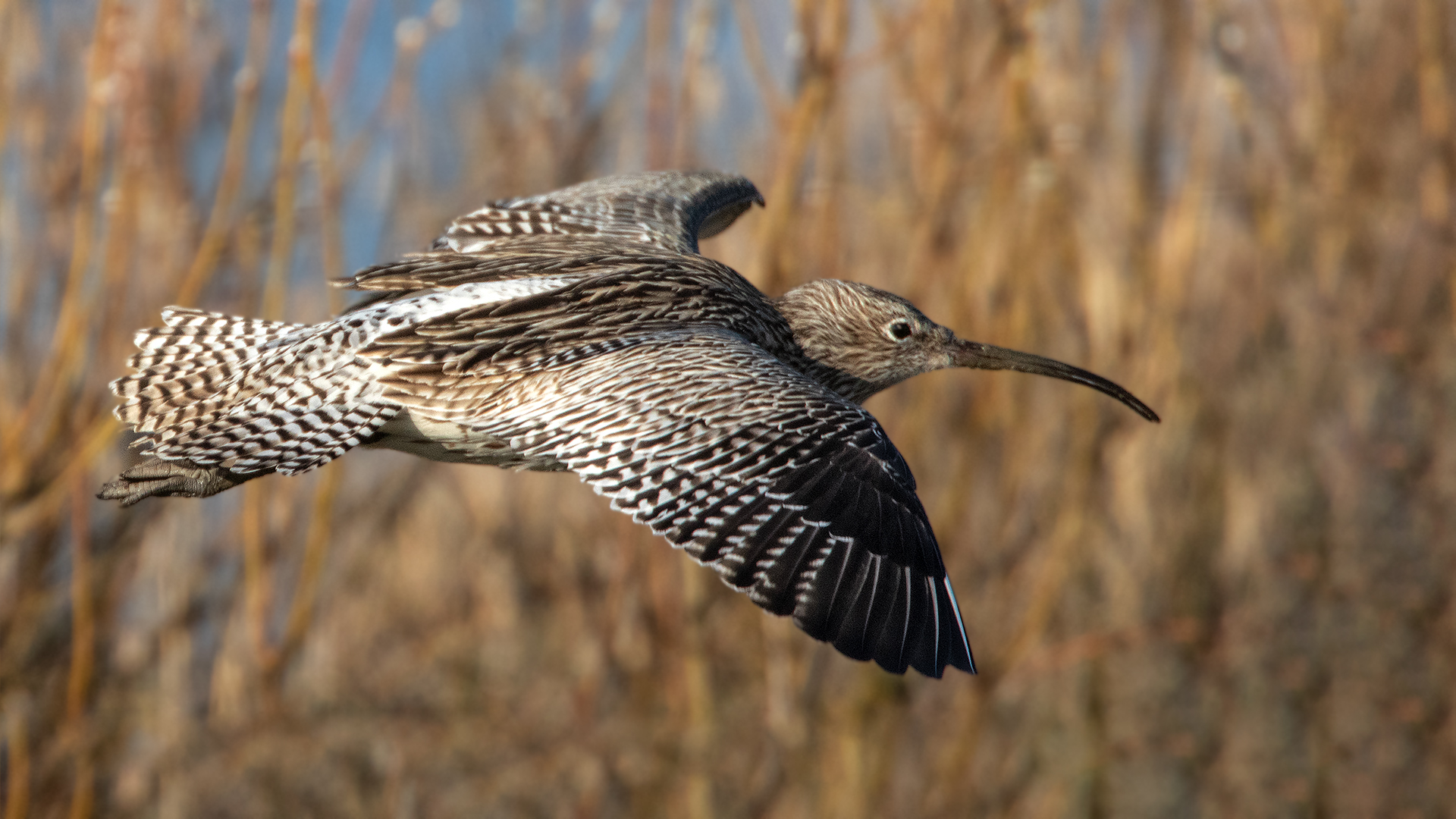 Brachvogel