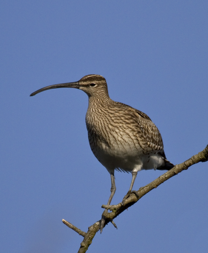 Brachvogel