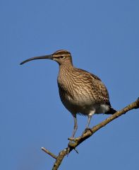 Brachvogel