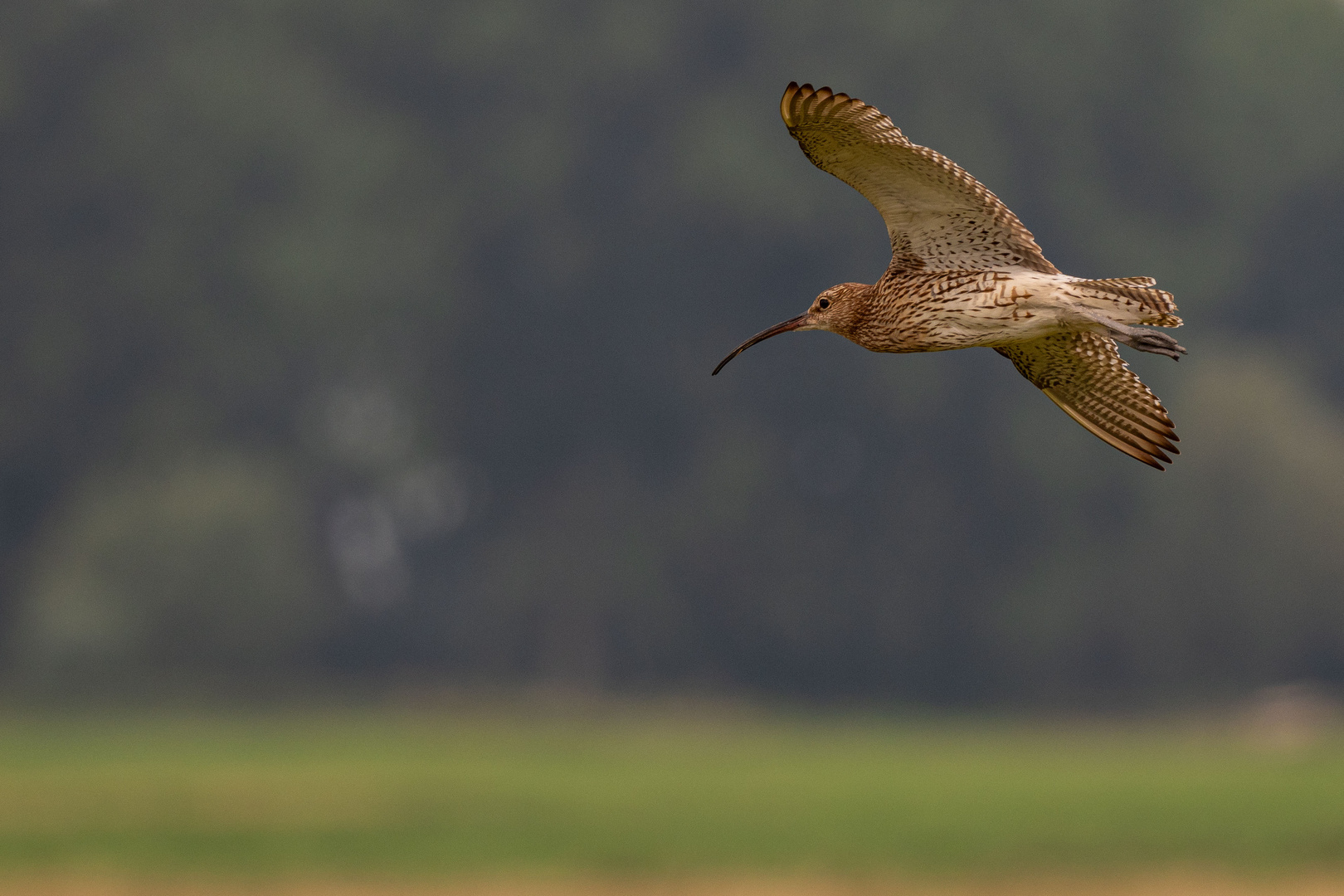 Brachvogel