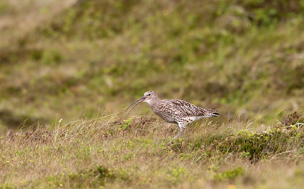 Brachvogel