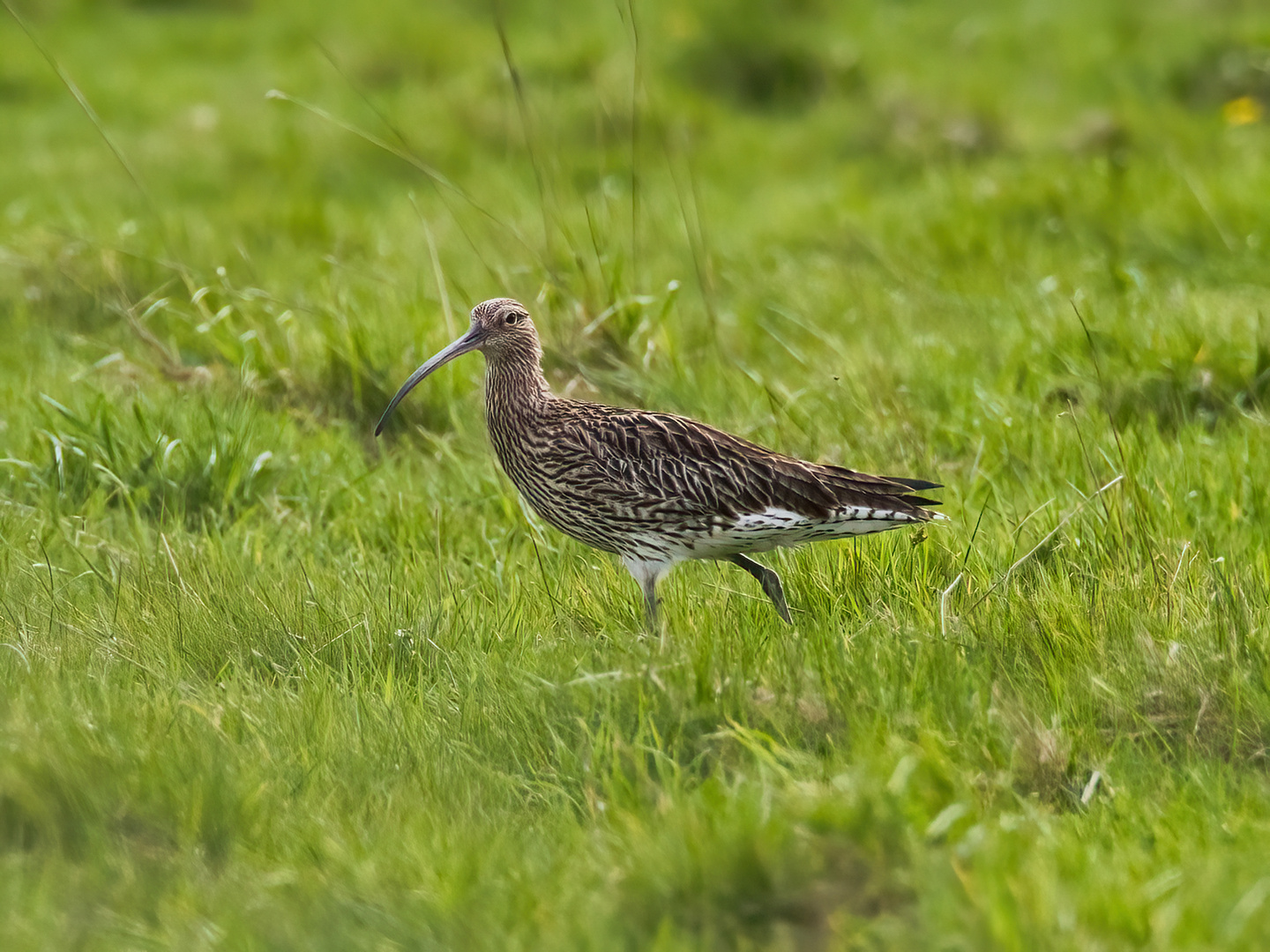 Brachvogel