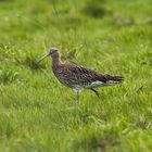 Brachvogel