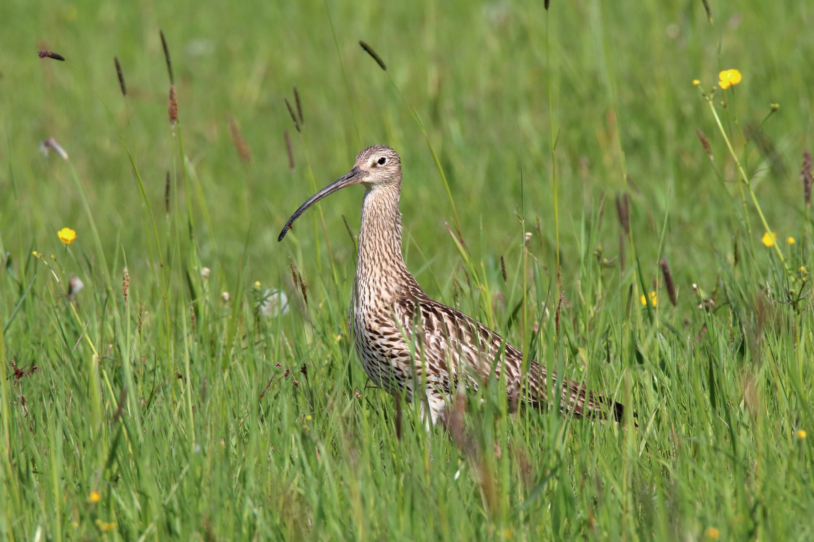 Brachvogel