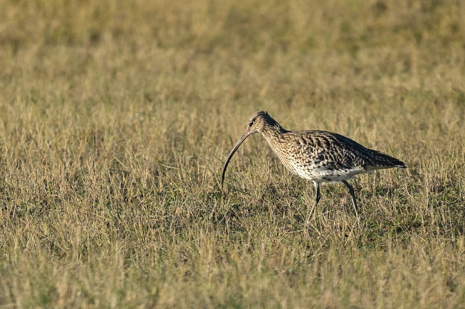 Brachvogel