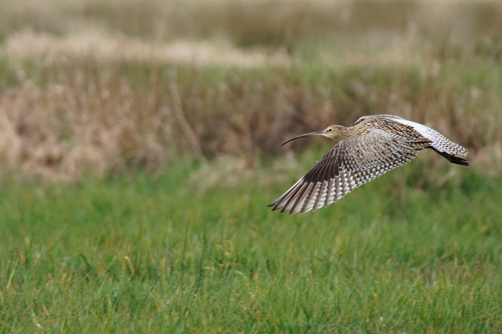 Brachvogel