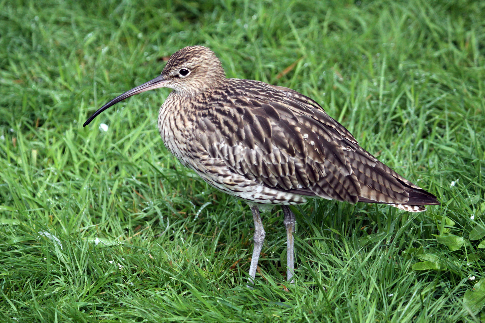 Brachvogel