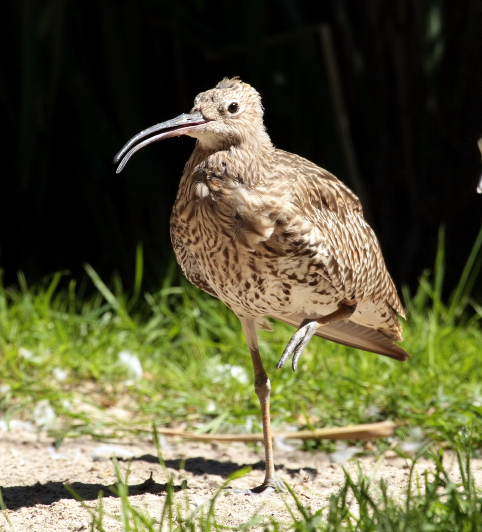 Brachvogel