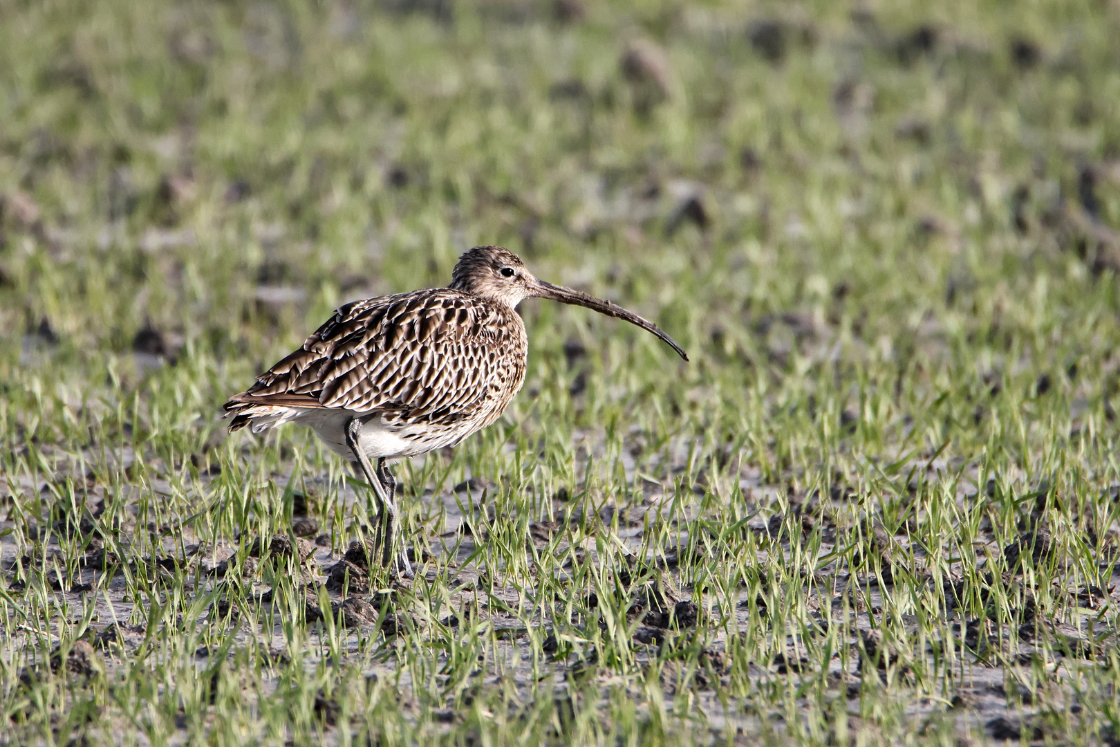 Brachvogel