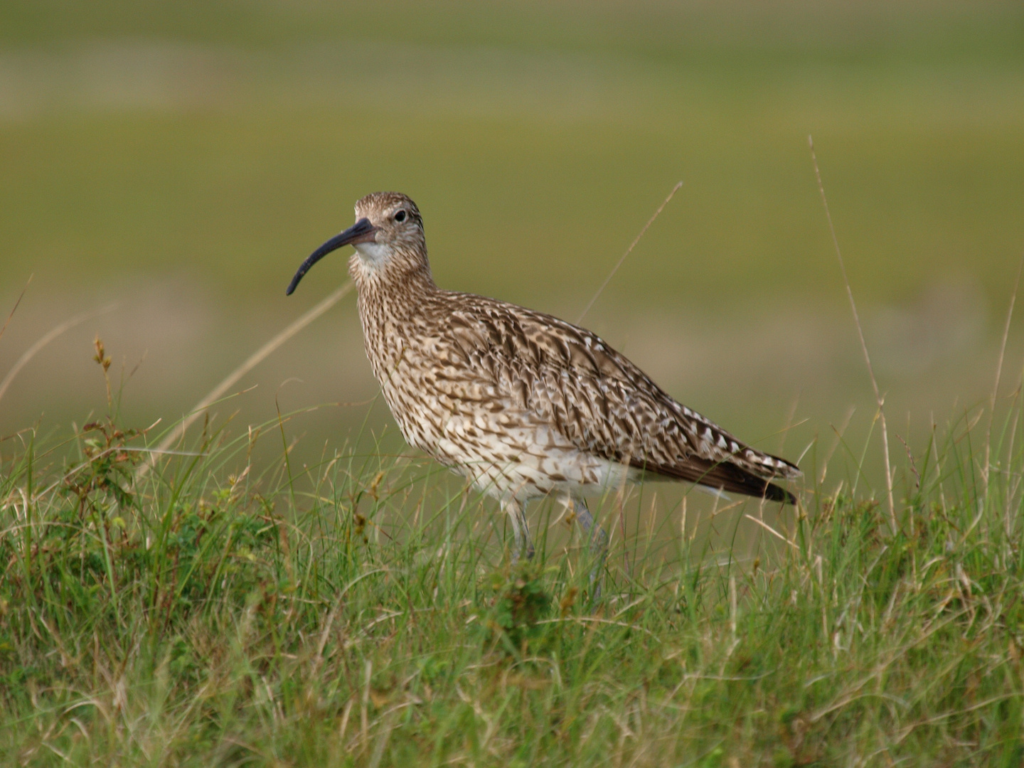 Brachvogel