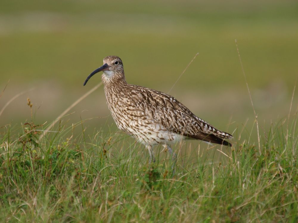 Brachvogel von Heinrich Hüseman 