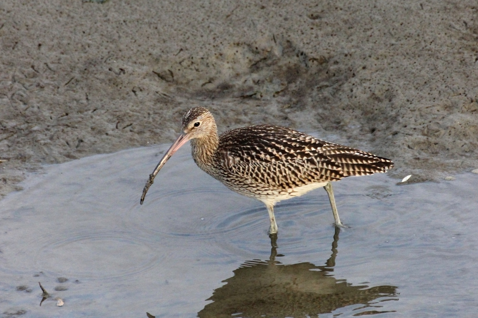 Brachvogel