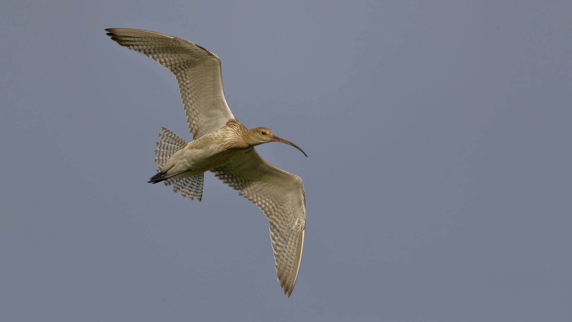 Brachvogel 