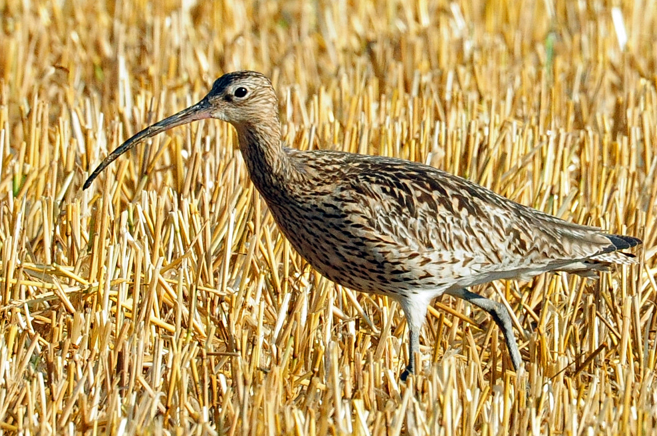 Brachvogel