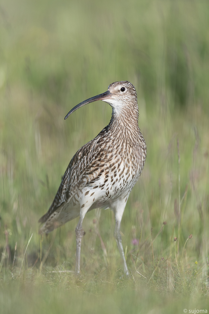 Brachvogel