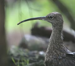 brachvogel