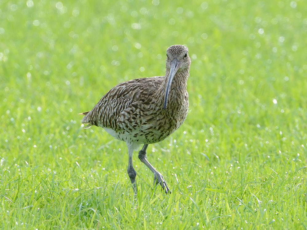 Brachvogel