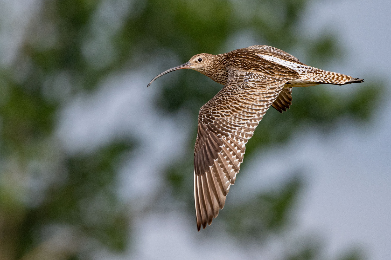 Brachvogel