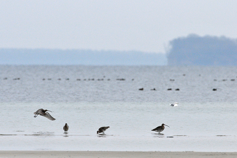 Brachvogel – Abflug