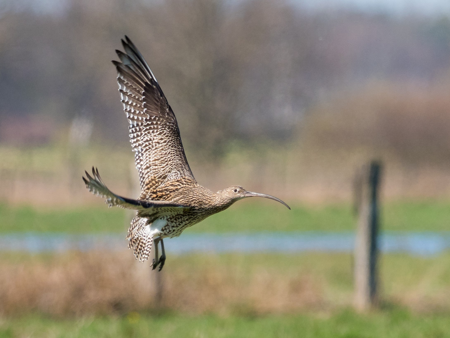 Brachvogel