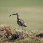 Brachvogel am Godafoss/ Island [wildlife]