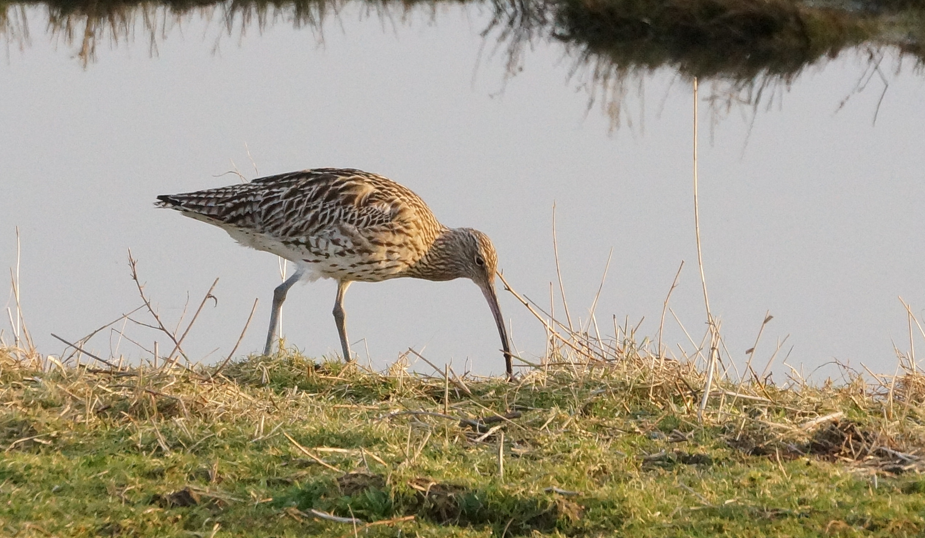 Brachvogel an der Lagune