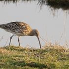 Brachvogel an der Lagune