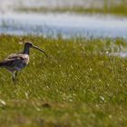 Brachvogel auf Futtersuche