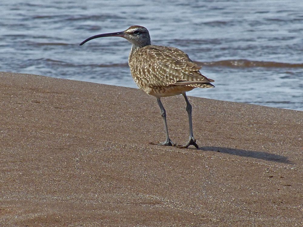 Brachvogel