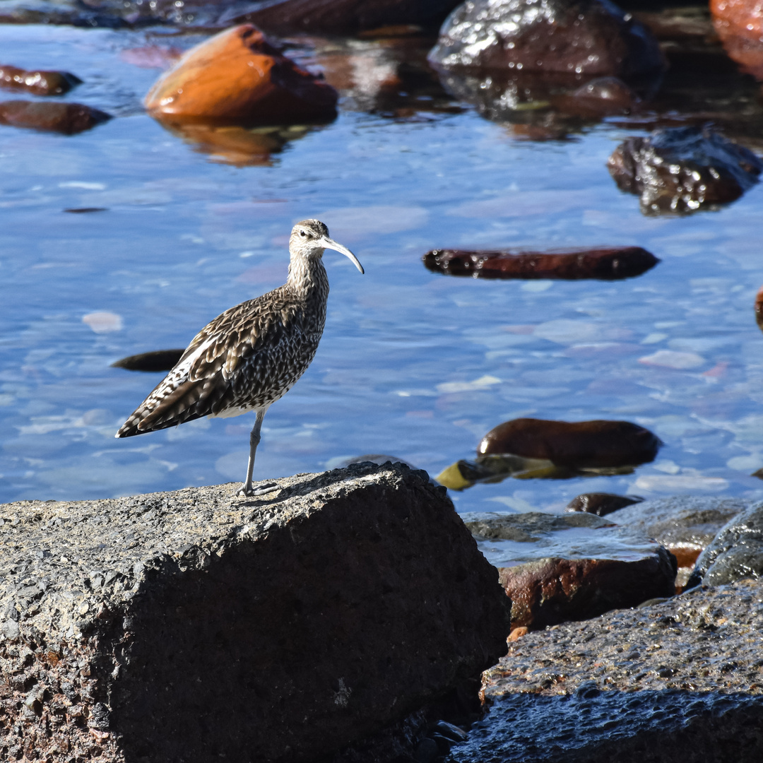 Brachvogel